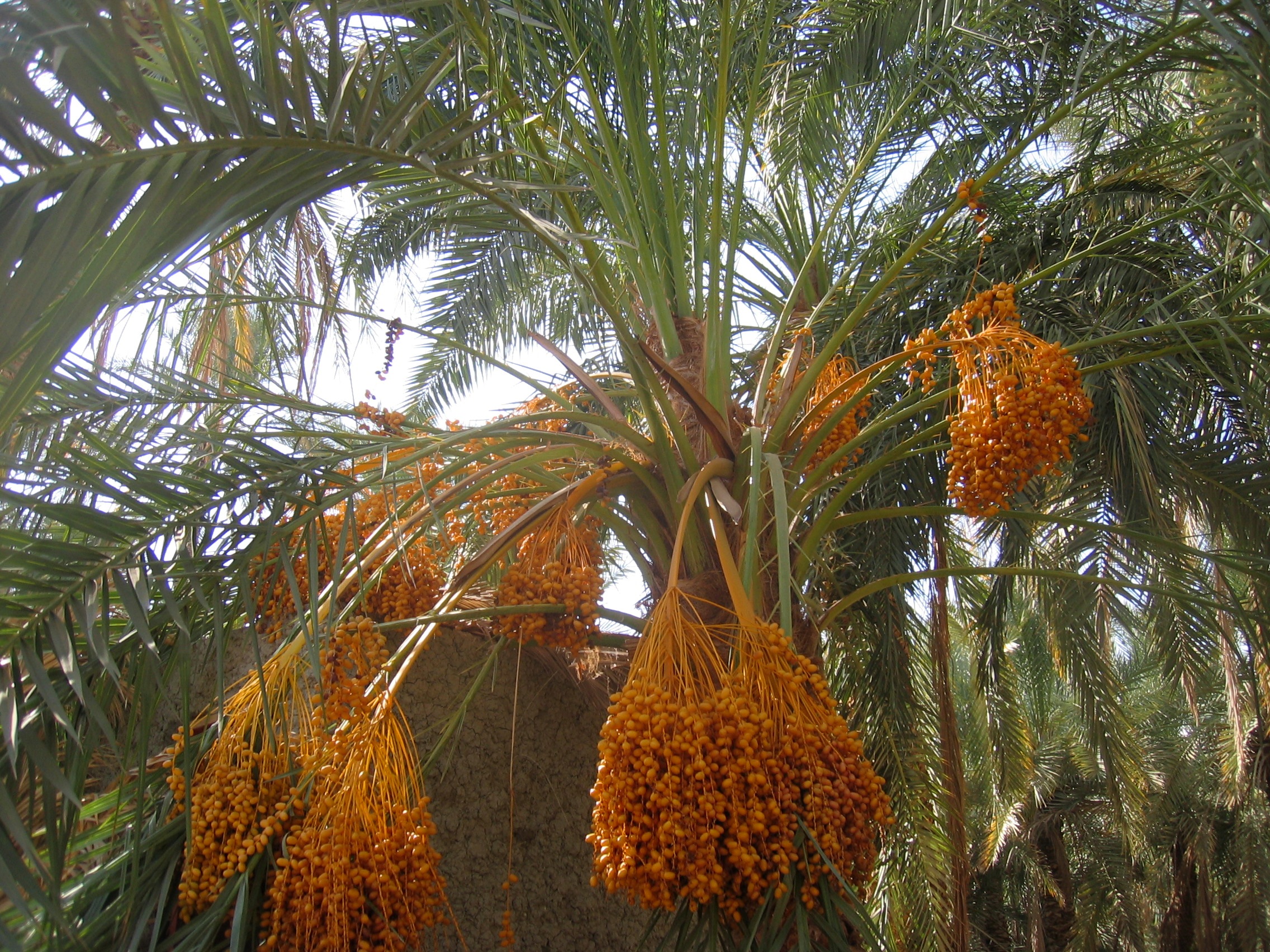 palme_riegler
