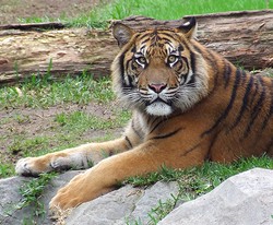 Tiger_cc_seeks2dream
