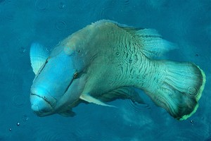 fisch_cc_by_tarotastic