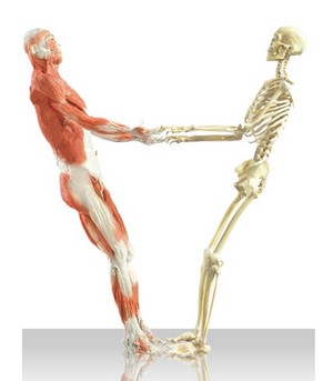bodies