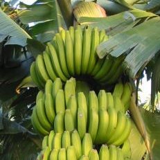 Bananen