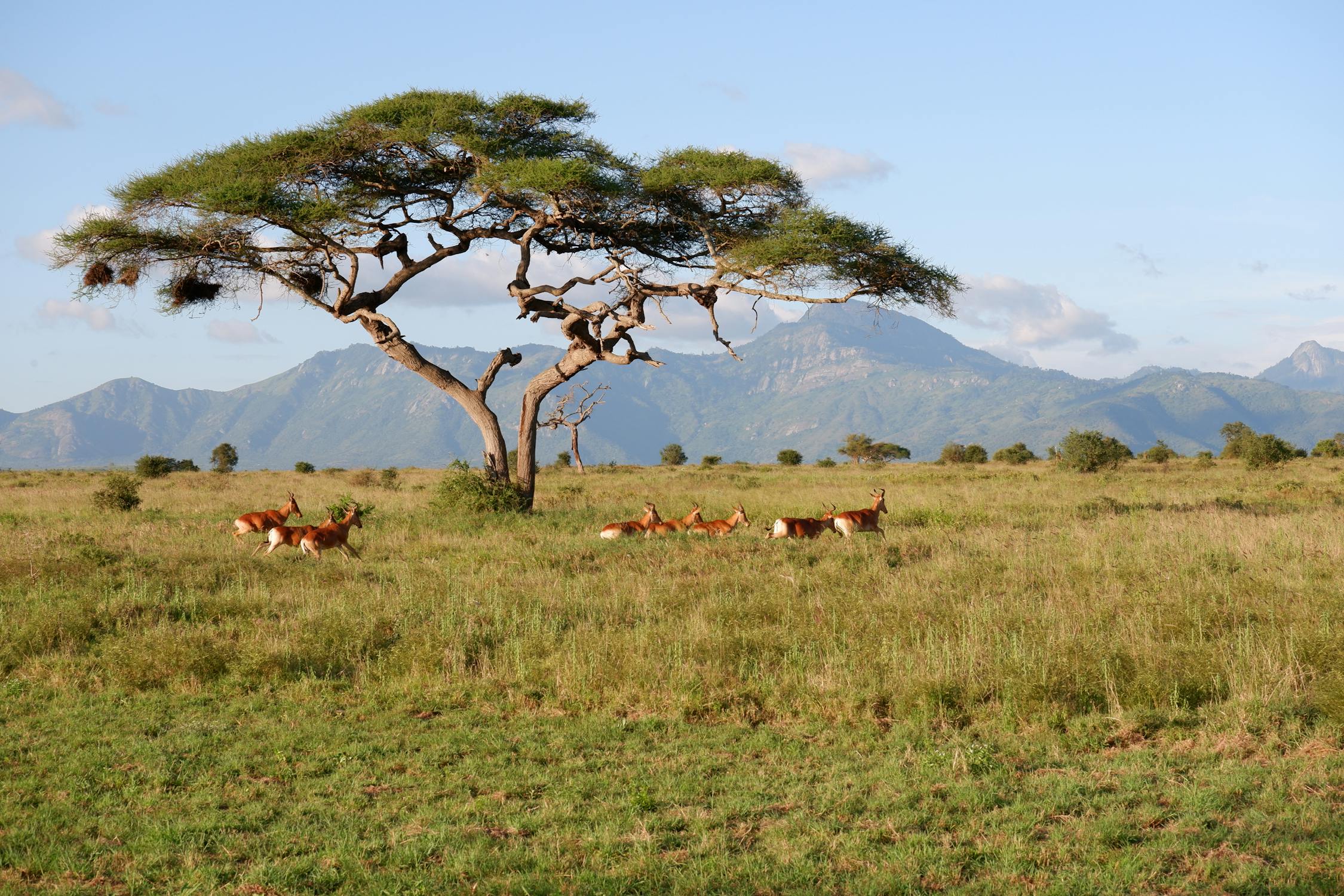 African savannah